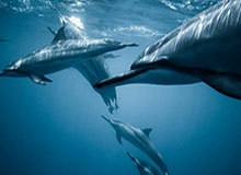 乐鱼官方-米兰体育:把米兰风尚带进你的日常运动